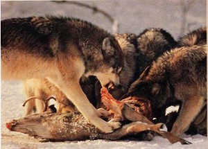 Afbeeldingsresultaat voor honden eten vlees